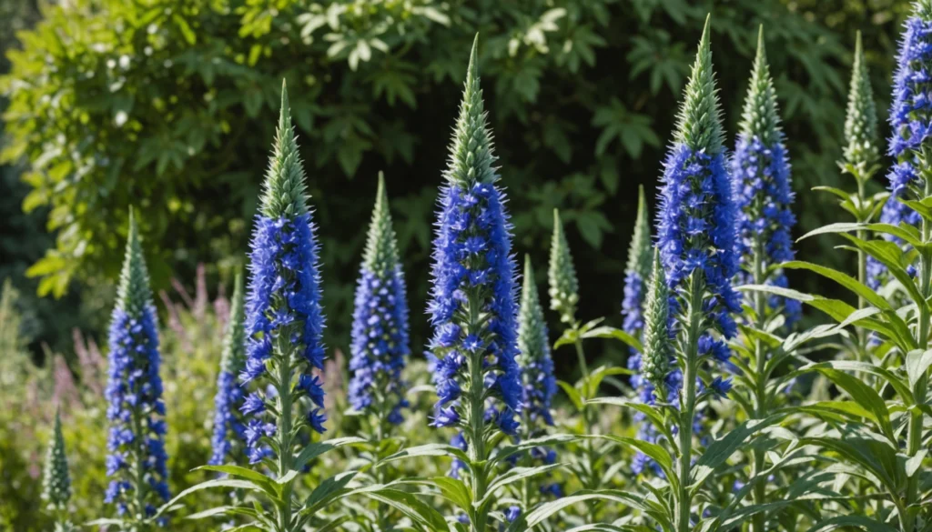 echium vulgare plants